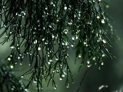 All-Night Forest Rain (8+ Hours) | Sleep-Safe Nature Sounds