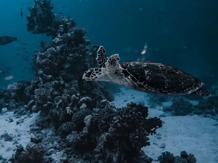 All Night Sleep Soundscape