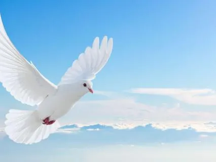 All Night White Noise