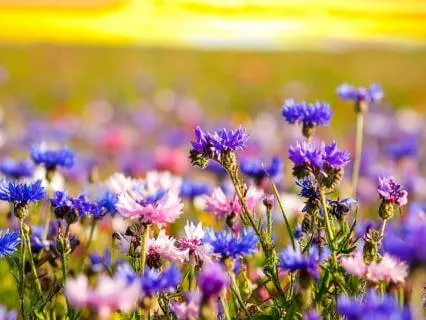 Evening Meditation For Emotional Acceptance And Grounding