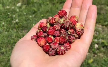 All The "Small" Things Aren't So Small