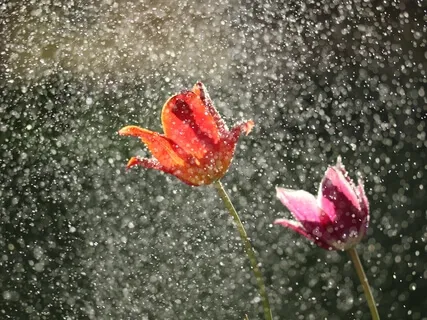 Allow Everything To Be As It Is