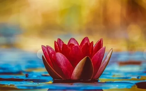 Allow Grace, You Are Loved Meditation