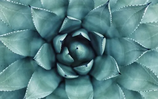 Allowing Your Experience