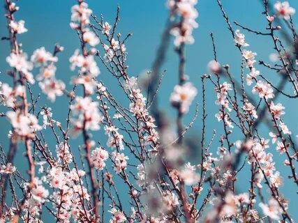 Almond Blossom - Dreamy Music To Calm Down & Relax Deeply