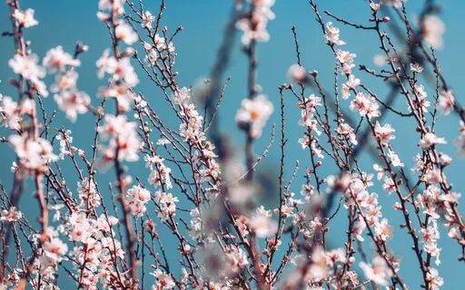 Almond Blossoms (Ambient Music For Relaxation And Sleep)