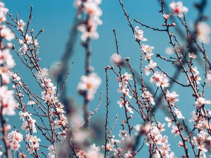 Almond Blossoms