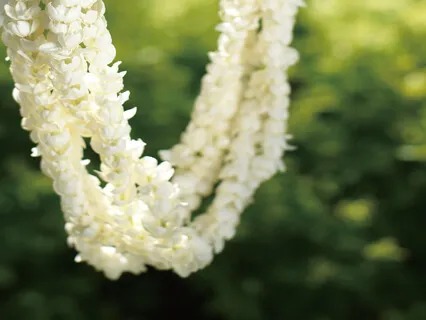  Aloha Nui Loa Lei ~Lei Na’ala~