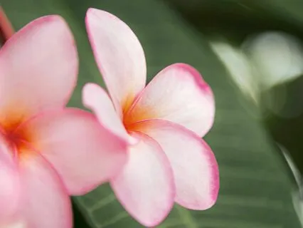 Aloha Precious Memory String Orchestra Nature Harmony