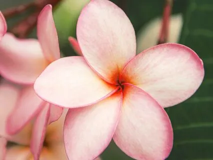 Aloha Sweet Memory String Orchestra Nature Harmony