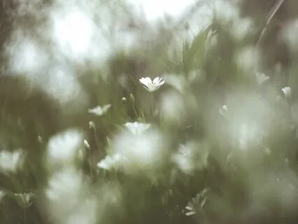 Aloha Wish String Orchestra Nature Harmony