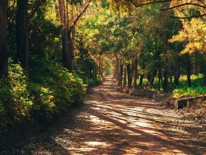 Along The Forest Trail