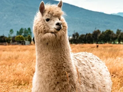 Alpaca Wool ASMR - Soothing Sounds For Relaxation