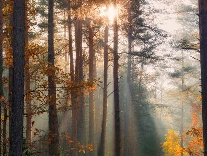 Alpha Binaural Music For Stress Relief