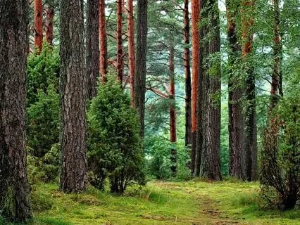 Alpha Forest: 7.83 Hz Nature Resonance