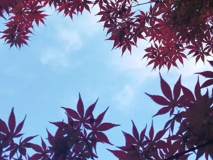 Alpha Wave Blueprint (Daily Cortisol Release Protocol)