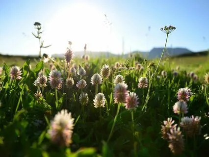 Learn Alternate Nostril Breath - Nadi Shodhana