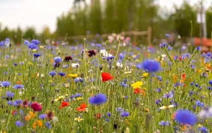 Alternate Nostril Breathing: 3 Complete Rounds With So Ham