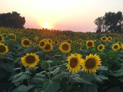 Alternate Nostril Breathing For Relaxation