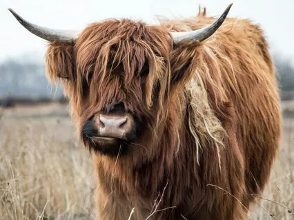 Alternate Nostril Breathing (Nadi Shodhana)