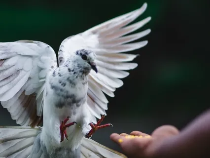 Alternative Prayer Of St. Francis