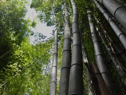 Aluminum Singing Bowl & Bamboo Wind Chime Healing Frequency