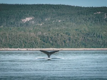 Cetacean Healing Frequencies