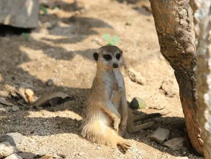 Always Establishing Mindfulness: The Posture And The Breath