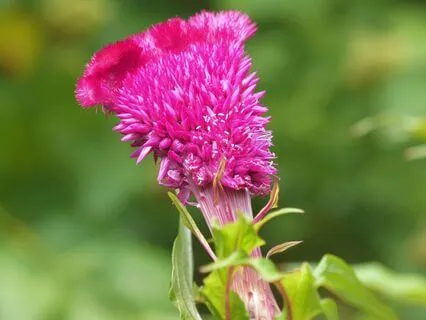 Amarantos Unfading Beauty | Yoga Music