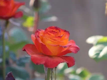 Amares-te Ilimitadamente