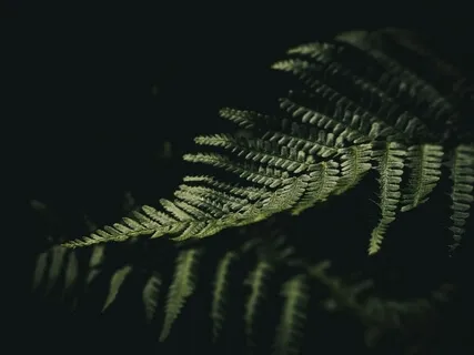 Amazon Night Ambience