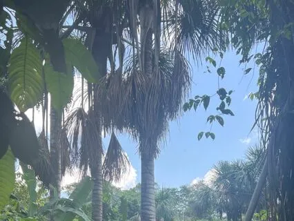 Amazon Rainforest Jungle Sounds