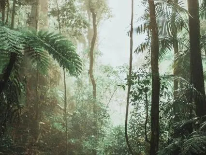 Amazonia Amazonia Amazonia