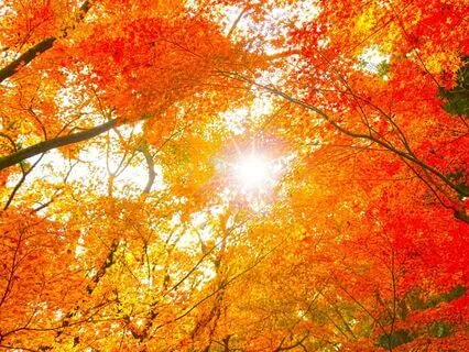 Amber Leaves Falling