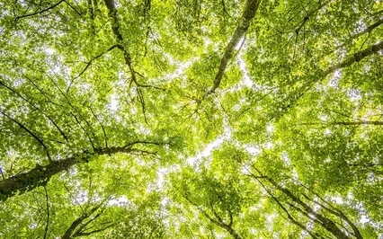 Ambiance - Dans la forêt - Sons de la Nature (1)