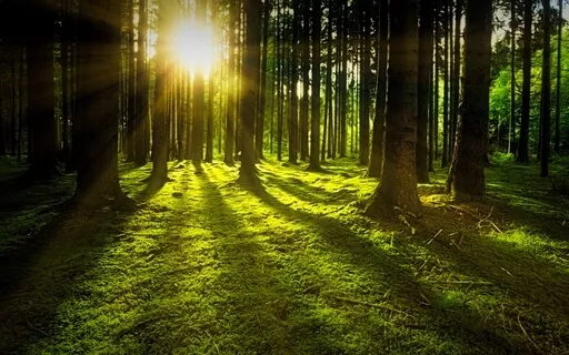 Ambiance - Dans la forêt - Sons de la Nature (2)