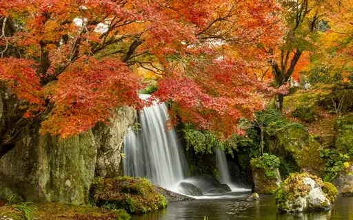 Ambiance - Dans la forêt - Sons de la Nature (3)