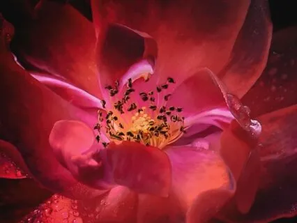 Ambient Soundscape 285 Hz Healing Internal Organs & Fear