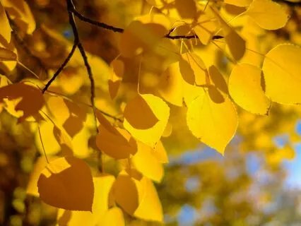 Ambient Soundscape 528 Hz Intuition, Love, Imagination