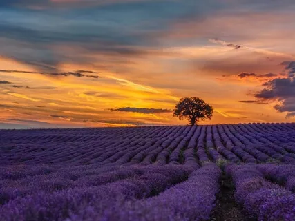 Ambient Frequencies - Family 