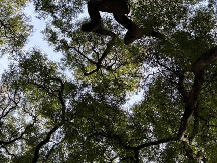 Ambient Guided Visualization Through Mystical Forest