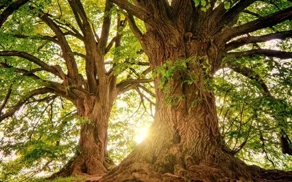 Ambient Harp In Nature