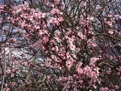 Ambient Mantras In Nature