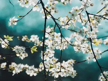 Ambient Nature Flute Meditation Sleep