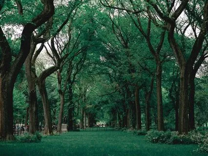 Ambient Nature: Peaceful Background