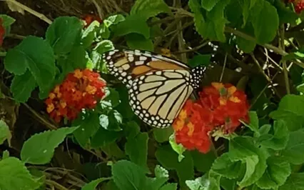 Ambient Piano Solo Instrumental For Relaxation