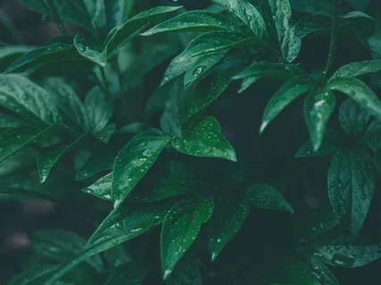 Ambient Relaxing Music & Rain