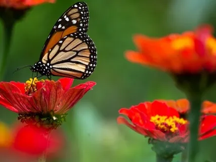 Ambient Relaxing Music For Stress Relief