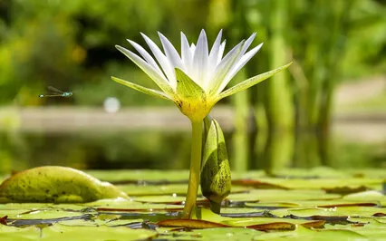 Ambient Relaxing Piano Music