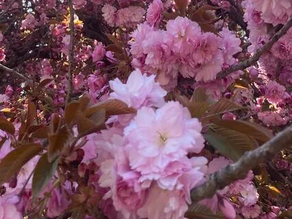 Ambient Sonic Harmonies For Deep Meditation